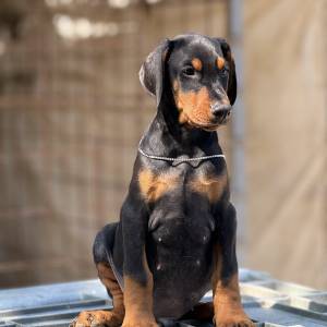 Prodaju se prelepi štenci dobermana, rodjeni 02.07.2025.