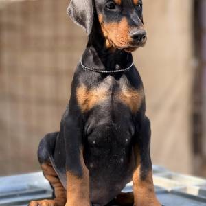 Prodaju se prelepi štenci dobermana, rodjeni 02.07.2025.