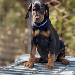 Prodaju se prelepi štenci dobermana, rodjeni 02.07.2025.