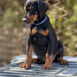 Prodaju se prelepi štenci dobermana, rodjeni 02.07.2025.