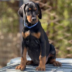 Prodaju se prelepi štenci dobermana, rodjeni 02.07.2025.