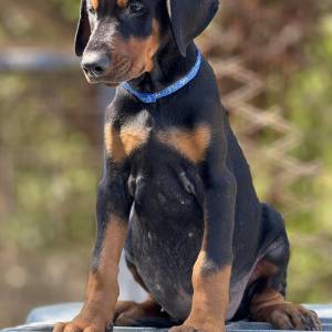 Prodaju se prelepi štenci dobermana, rodjeni 02.07.2025.