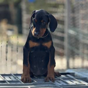 Prodaju se prelepi štenci dobermana, rodjeni 02.07.2025.