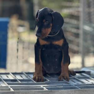 Prodaju se prelepi štenci dobermana, rodjeni 02.07.2025.