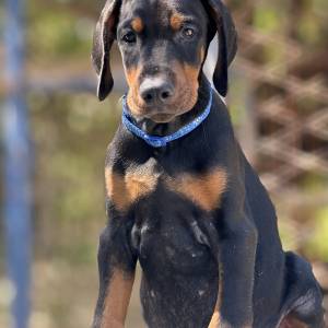 Prodaju se prelepi štenci dobermana, rodjeni 02.07.2025.