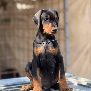 Prodaju se prelepi štenci dobermana, rodjeni 02.07.2025.