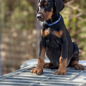 Prodaju se prelepi štenci dobermana, rodjeni 02.07.2025.