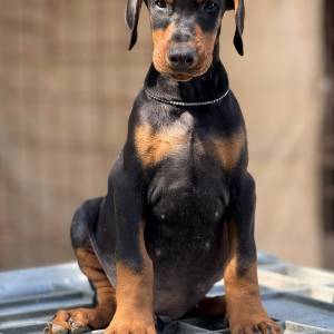 Prodaju se prelepi štenci dobermana, rodjeni 02.07.2025.