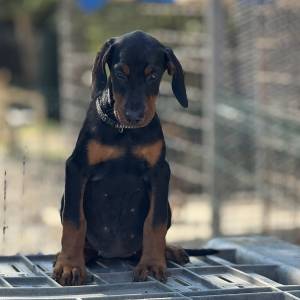 Prodaju se prelepi štenci dobermana, rodjeni 02.07.2025.