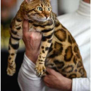 MMaestro_bengal macici