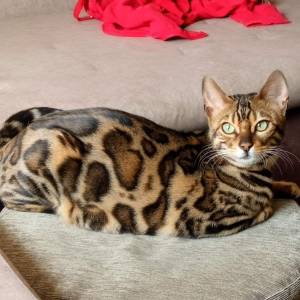 MMaestro_bengal macici