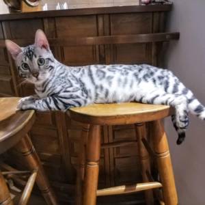 MMaestro_bengal macici