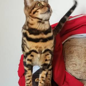 MMaestro_bengal macici