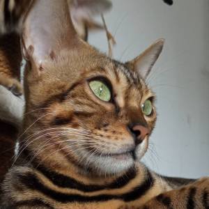 MMaestro_bengal macici