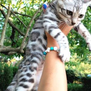 MMaestro_bengal macici