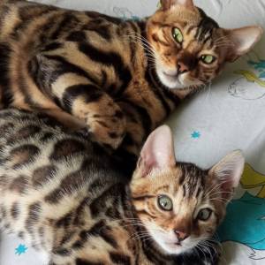 MMaestro_bengal macici