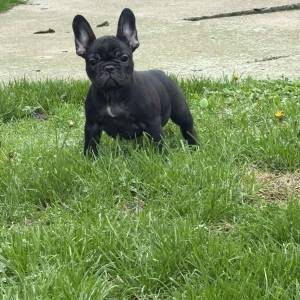 Dve ženke francuskog buldoga