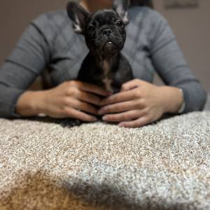 Dve ženke francuskog buldoga