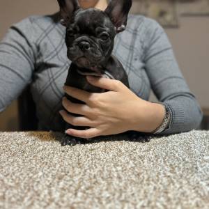 Dve ženke francuskog buldoga