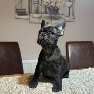 Dve ženke francuskog buldoga