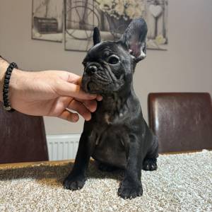 Dve ženke francuskog buldoga