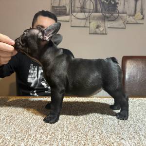 Dve ženke francuskog buldoga