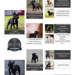 Dve ženke francuskog buldoga