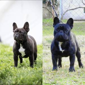 Dve ženke francuskog buldoga