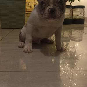 Stenad francuskog buldoga dva merle muzjaka 3.5 meseca