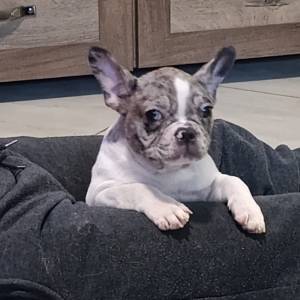 Stenad francuskog buldoga dva merle muzjaka 3.5 meseca