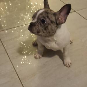 Stenad francuskog buldoga dva merle muzjaka 3.5 meseca