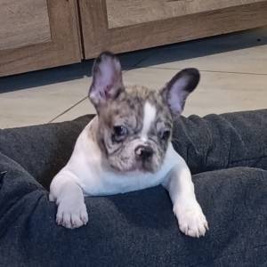 Stenad francuskog buldoga dva merle muzjaka 3.5 meseca