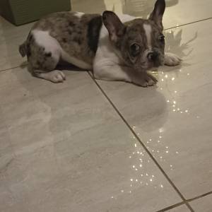 Stenad francuskog buldoga dva merle muzjaka 3.5 meseca