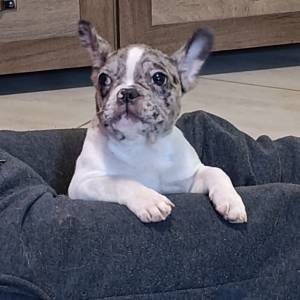 Stenad francuskog buldoga dva merle muzjaka 3.5 meseca