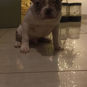 Stenad francuskog buldoga dva merle muzjaka 3.5 meseca