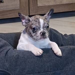 Stenad francuskog buldoga dva merle muzjaka 3.5 meseca