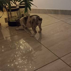 Stenad francuskog buldoga dva merle muzjaka 3.5 meseca