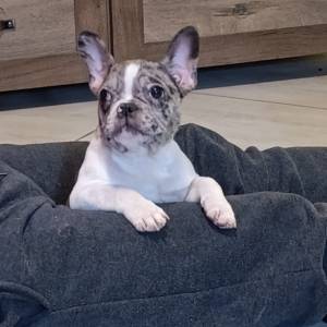 Stenad francuskog buldoga dva merle muzjaka 3.5 meseca