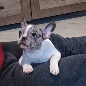 Stenad francuskog buldoga dva merle muzjaka 3.5 meseca