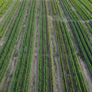 Ukrasne i vocne sadnice Rasadnik Prestiž