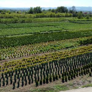 Ukrasne i vocne sadnice Rasadnik Prestiž