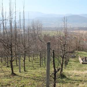 Zemljište sa voćnjakom Pritoka-Sniženo