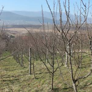 Zemljište sa voćnjakom Pritoka-Sniženo
