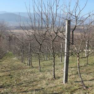 Zemljište sa voćnjakom Pritoka-Sniženo
