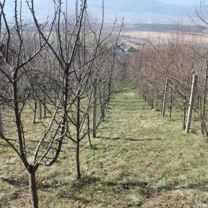 Zemljište sa voćnjakom Pritoka-Sniženo