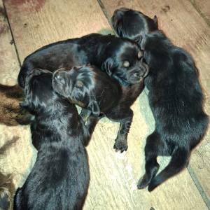 Prodaju se stenad Tibetanskog Mastifa sampionskog porijekla