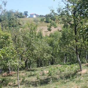 Trospratna kuća u prirodnom ambijentu sa voćnjakom