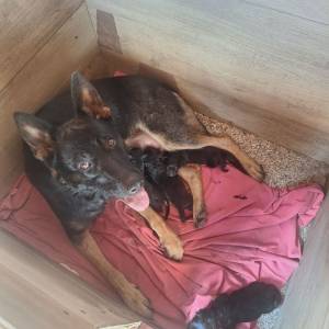 Radni Nemacki ovcari na prodaju